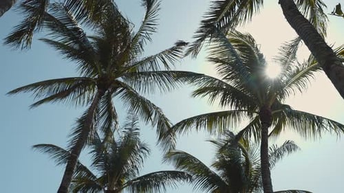 Palm Trees Swaying in Tropical Sunlight