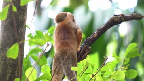 Singe-écureuil debout sur la branche, regardant vers le haut et autour de son environnement avec beauté