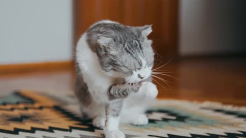 Grey and White Cat Grooming Itself Indoors