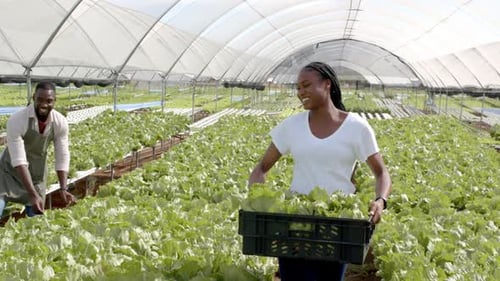 Harvesting fresh lettuce, smiling african american woman carrying crate in hydroponic farm greenhous