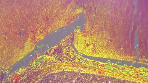 Músculo humano liso em imagem macroestática isolada de sob microscópio 100x com luz oblíqua