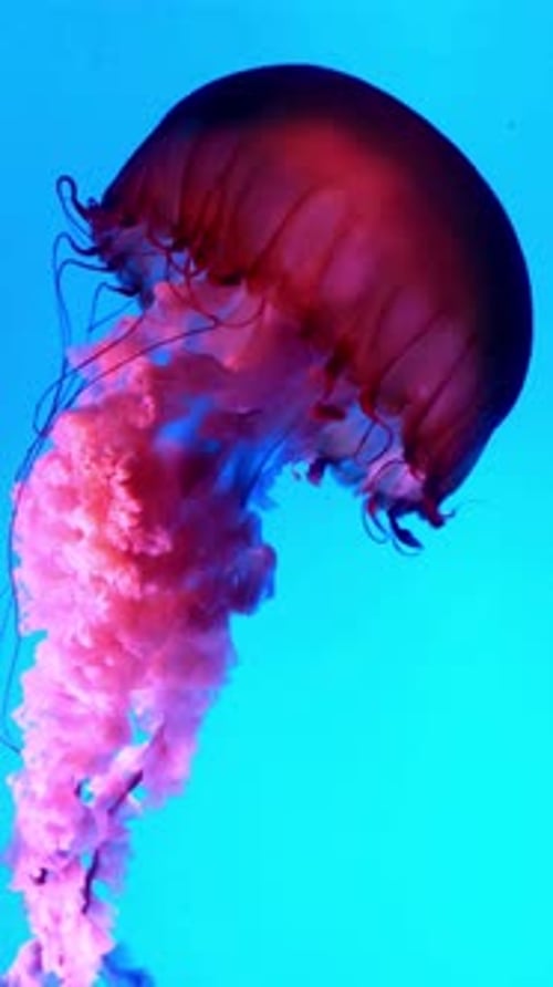 Méduse, animal, sous-marin