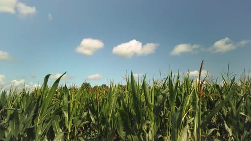 Panning shot of a corn field on a sunny day against a blue sky with white clouds.