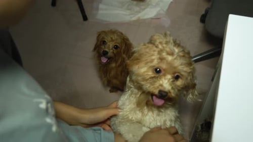 Woman Playing with Adorable Dogs Indoors