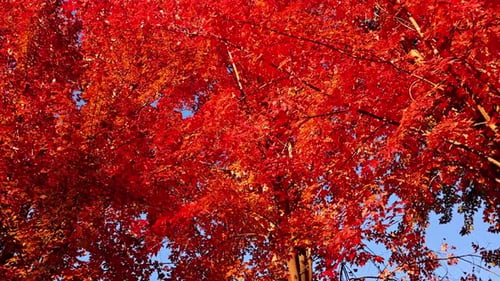 Passage sous des érables aux feuilles d'automne colorées.