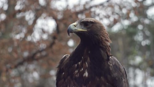 Golden eagle and forest background, static low angle closeup view of head, beak and eyes