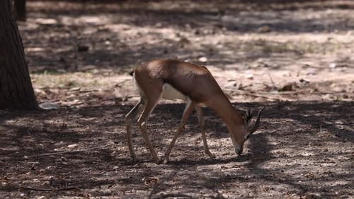 Young Gazelle Walking in Nature
