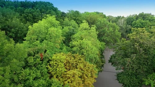 Flight above the tops of green trees of the urban park. Vast cityscape at backdrop. Top view.
