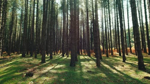 Pine Forest in the Autumn Season