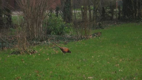 Wild Pheasant Natural Habitat