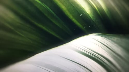 Forest Leaves FHD Background