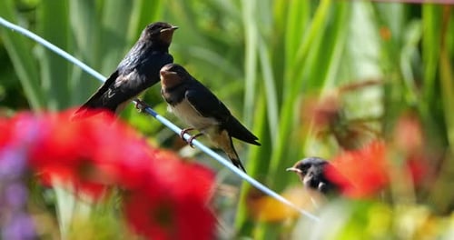 Barn swallows (Hirundo rustica) feeding chicks, Southern France