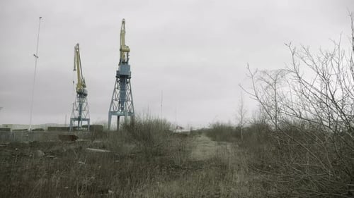 Auf einem bewachsenen Feld auf Kraniche zugehen