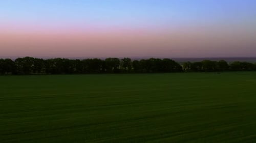 Drone Flying Over a Cornfield During Sunset