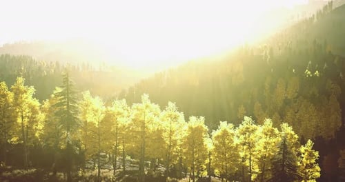 Bright Sunlight Illuminating a Golden Forest Landscape in Autumn
