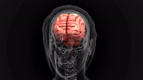 Animated Human Brain Scan Medical X-Ray