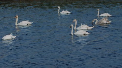 Family of white swans passing through the frame on a lake, sunny day