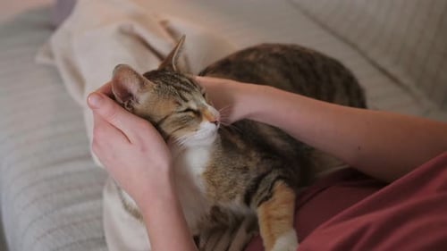 Relaxed Cat Being Petted at Home