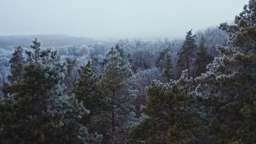 Flight over spruce forest in winter. Amazing view on the trees covered with white snow. Aerial view.