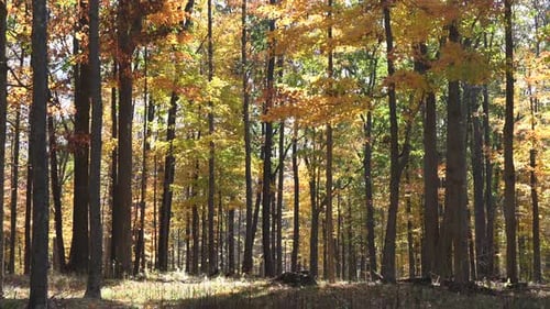 Die Schönheit der Herbstblätter im Wald an einem windigen Tag.