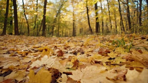 Background Video of Yellow Leaves Lying on the Ground in an Autumn Forest