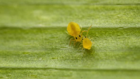 Globular springtails (family Sminthuridae) engaged in mating courtship ...