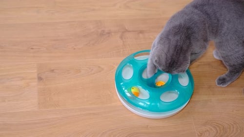 Gray Cat Playing with Toy on Wooden Floor