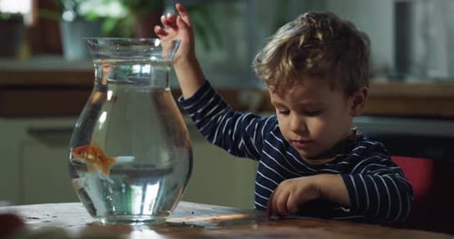 Young Child Playing with Goldfish at Home