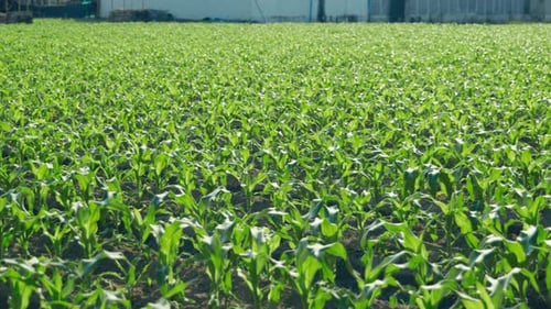 A corn field growing in the middle of the countryside in Thailand on a sunny day, showcasing rural