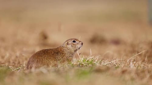 Lustiger Gopher schaut aus dem Loch Das kleine Erdhörnchen oder der kleine Suslik Spermophilus Pygmaeus ist