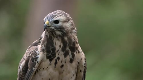 Portrait shot of Wild Common Buzzard with black eyes watching after Prey, close up slow Motion