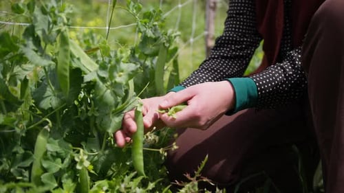 Shelling Fresh Green Peas in Sunny Garden