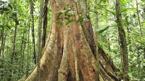 Big tree in the Amazon rain forest. Green jungle vegetation. tropical nature. Exotic canopy.