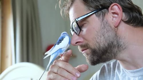 Man and blue budgie bird touching noses indoors