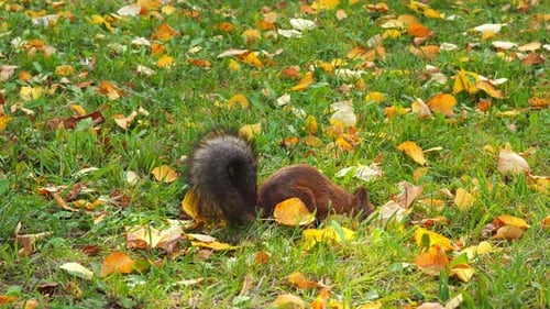Squirrel Foraging on Autumn Leaves in Grassy Field