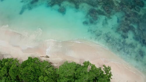Top down aerial drone shot of tropical beach. Calm vibrant turquoise ocean. Waves crashing on the em