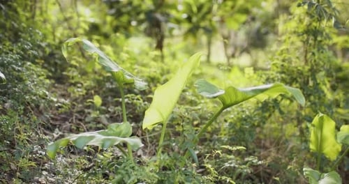 Light breeze is gently swaying broad-leaved plants in shade while sunlight is drifting over foliage