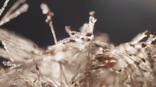 Close Up Botanical Plant Macro View