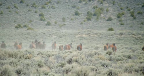 Wild Horses Running Through Mountains,