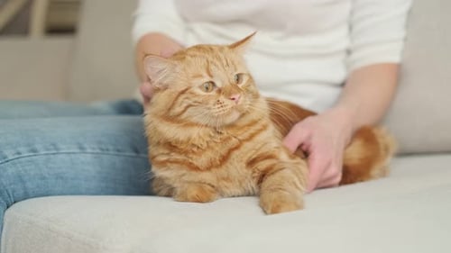 Woman Sits on a Couch and Stroking a Cat