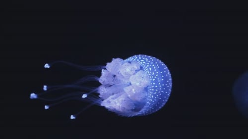 Bioluminescent Jellyfish Pulsating in the Deep Ocean