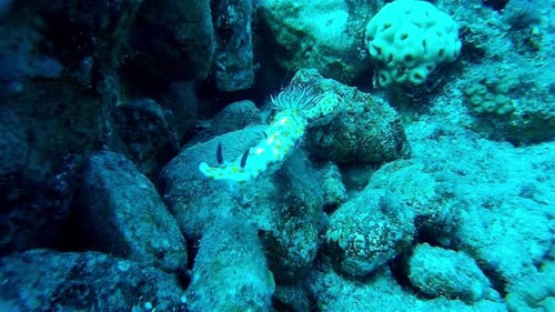White with yellow and purple Sea Slug (Nudibranch) mating
