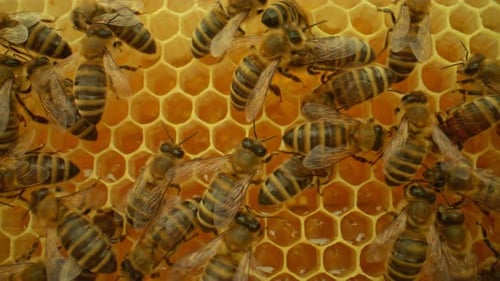 Honey Bees Working on Honeycomb, Beehives Background
