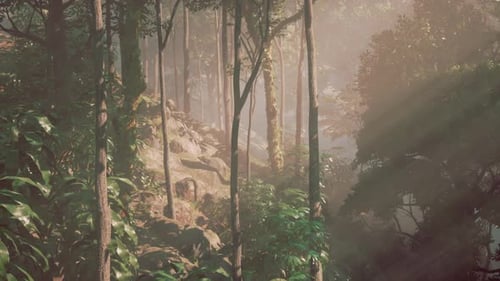 Misty Sunlight Rays Filtering Through Lush Tropical Jungle Forest