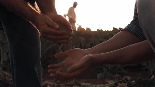 Farmers Inspect Soil at Sunset in the Field