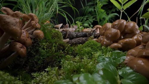 Mushrooms Bunch Fungi Forest Background Autumn Forest Macro Dolly Shot