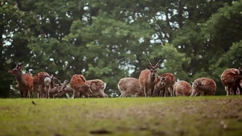 Deer Herd Grazing Peacefully in Forest Meadow