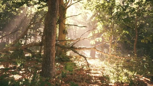Sunlight Filtering Through Trees in a Serene Forest During Daytime Hours