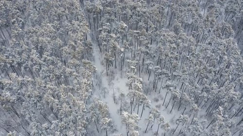 A lonely man himself in the forest walks along a path in a snowy forest.