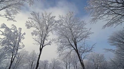 Frosted trees in a quiet, snowy forest with bright blue sky